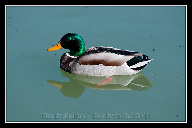 1121_FG_colvert _male.JPG - Colvert mâle - Photo : François Granja